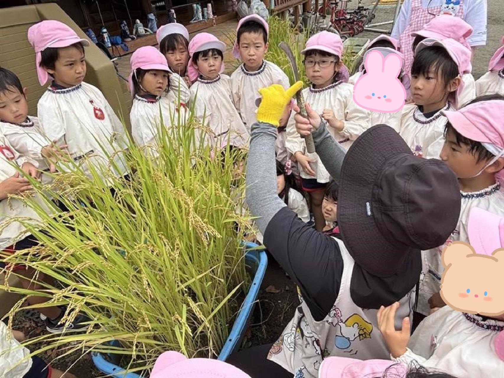 🌾稲刈り・ゆり組🌾